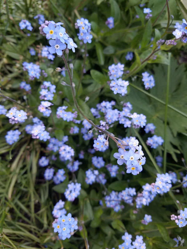 Forget Me Nots