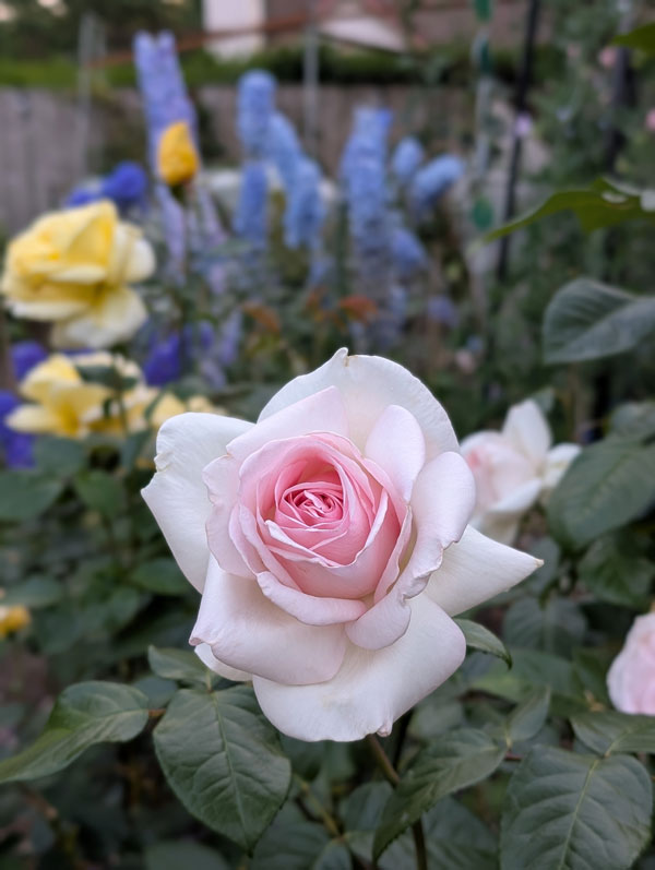 Francis Meilland Rose