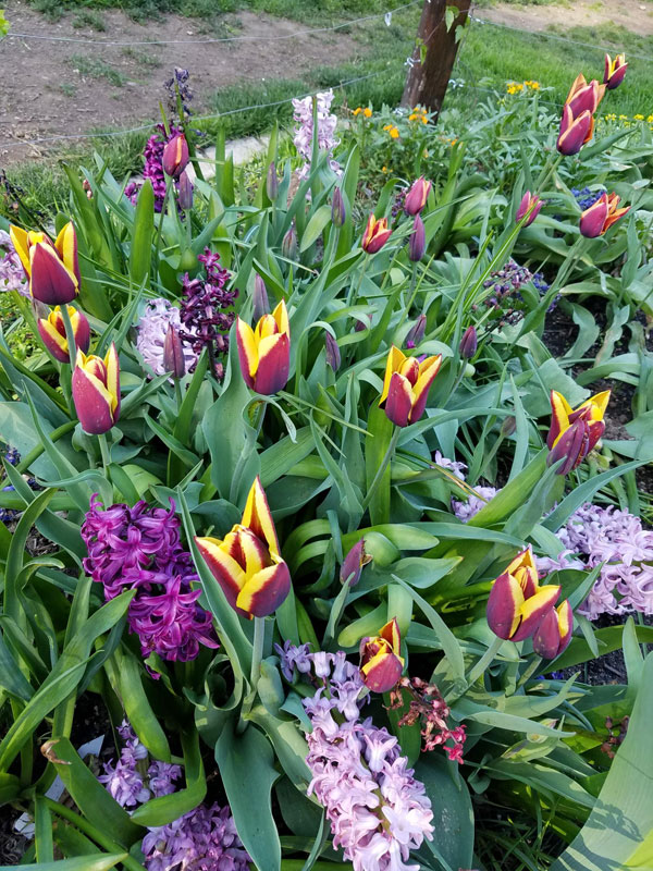 Gavota Tulips