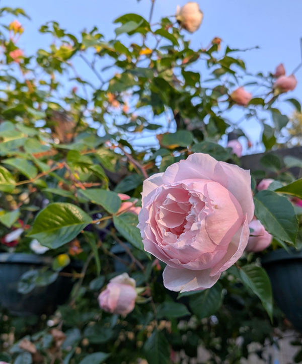 Generous Gardener CL Rose