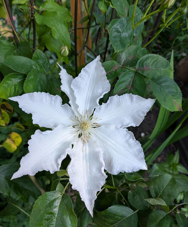 Gillian Blades Clematis
