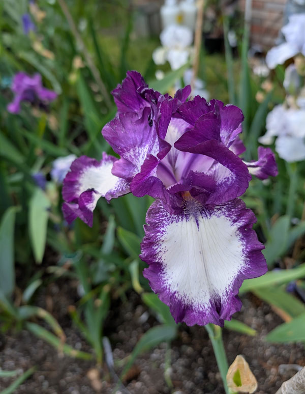 Going My Way Bearded Iris