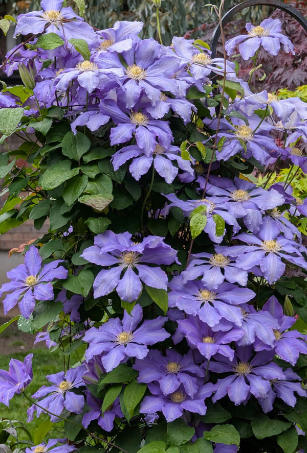 Clematis