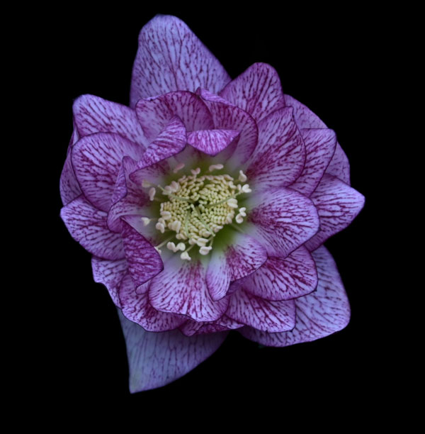Dark Purple and White Hellebore
