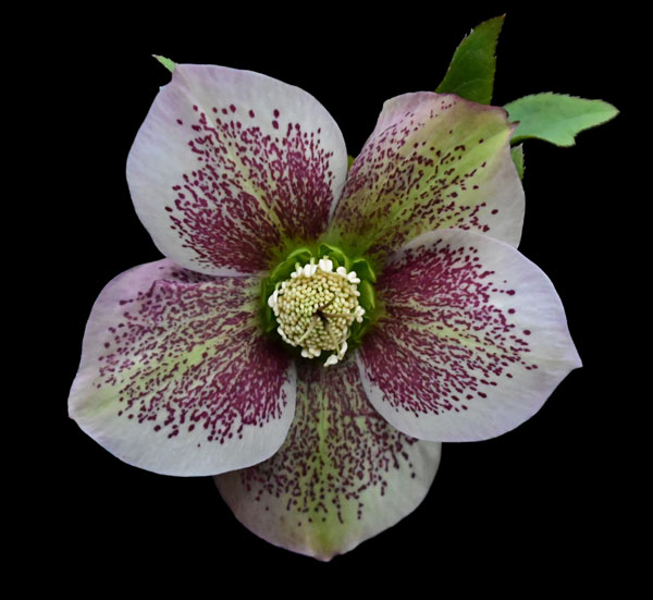 Speckled Hellebore
