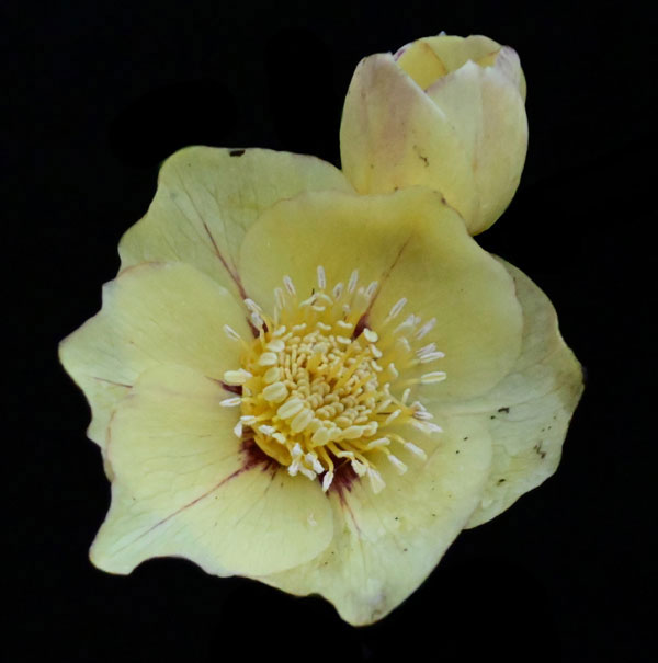 Yellow Hellebore