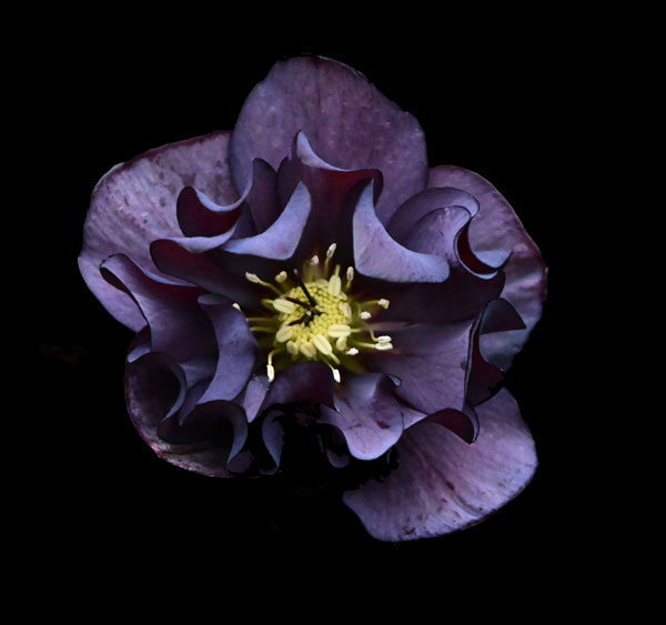 Black Hellebore