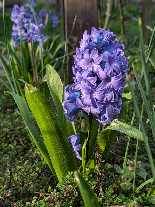 Blue Hyacinth