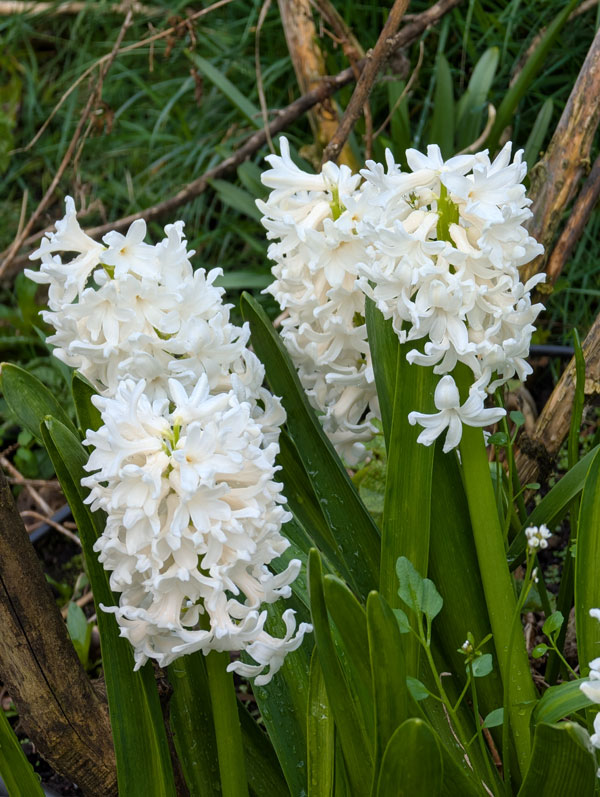 White Hyacinth