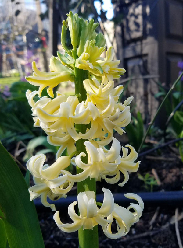 Yellow Hyacinth