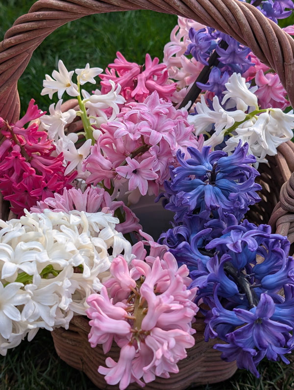 Hyacinths Mixed Colors