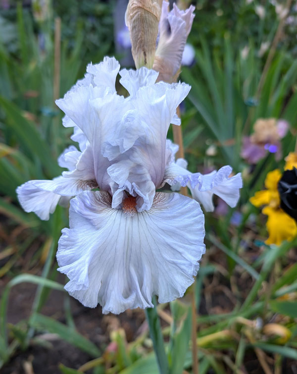 Bearded Irises