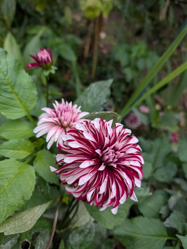 Irish Blackhart Dahlia