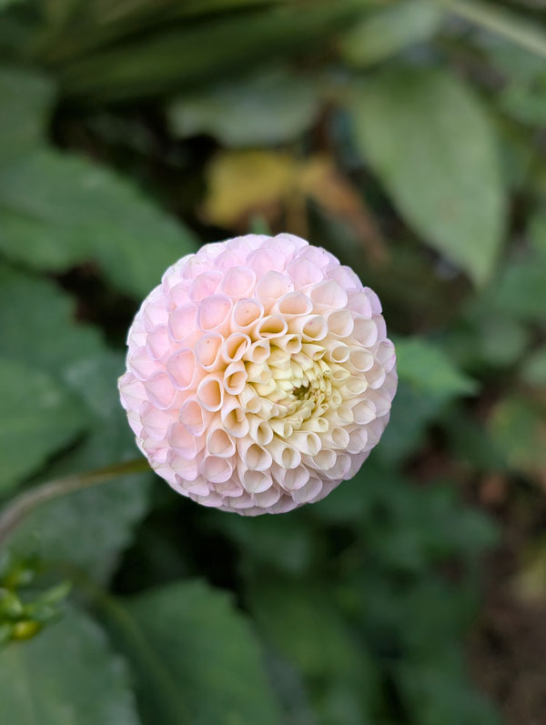 Irish D Porter Dahlia