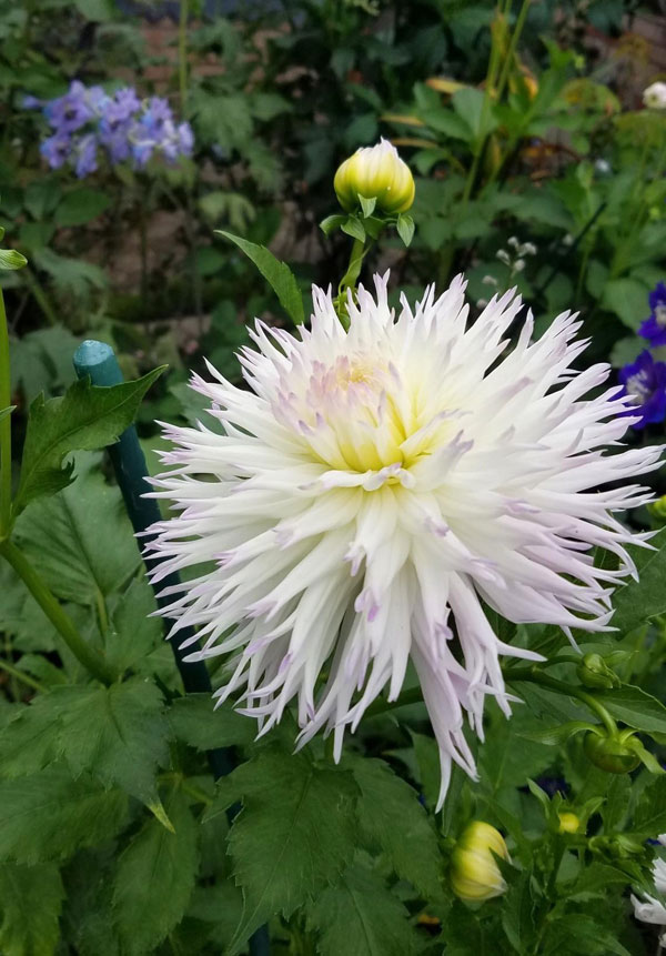 Jeannie Leroux Dahlia