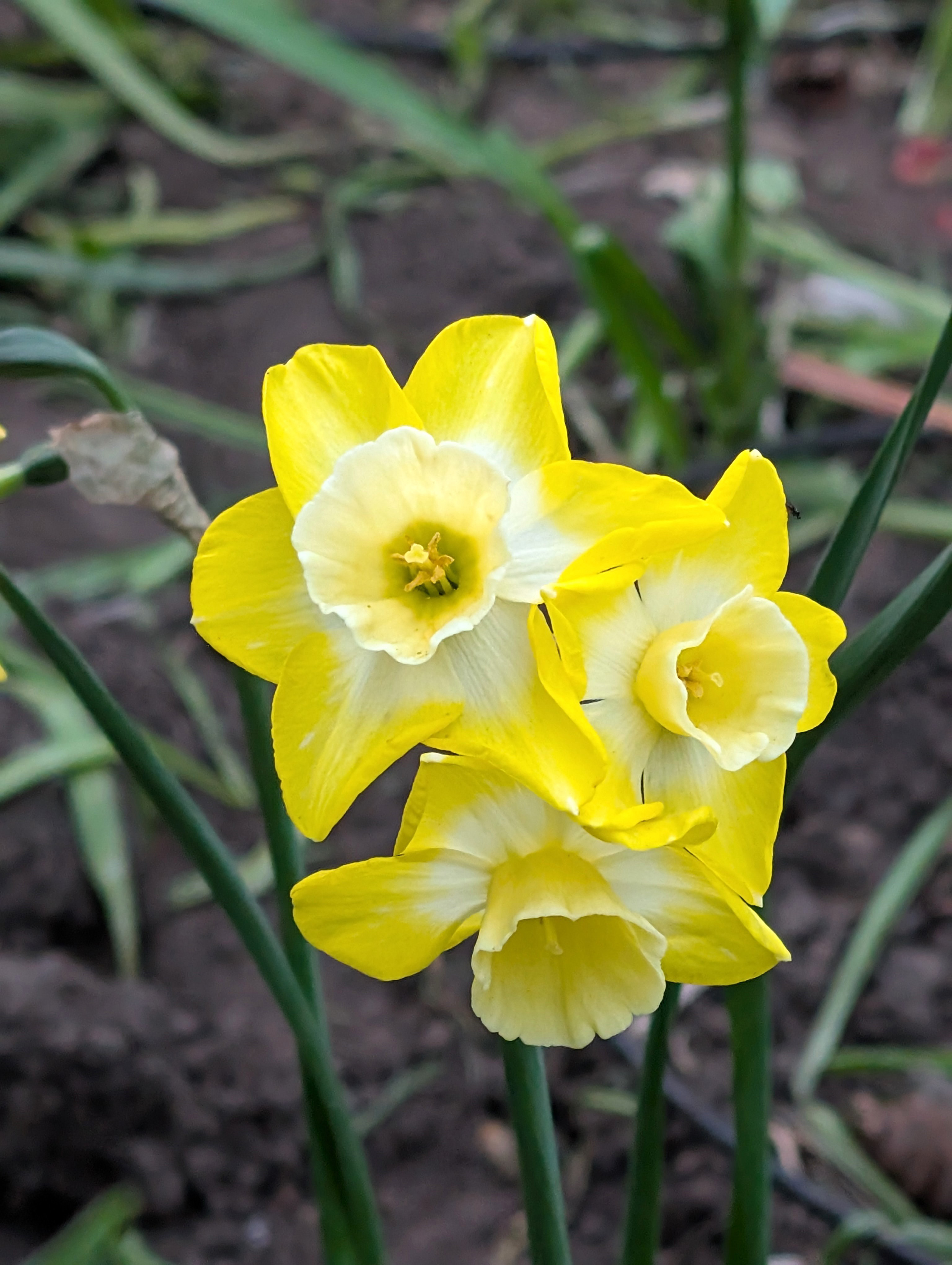 Jonquilla Daffodil Pipit