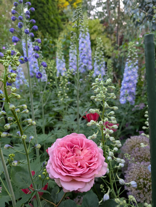 Jubilee Celebration Rose