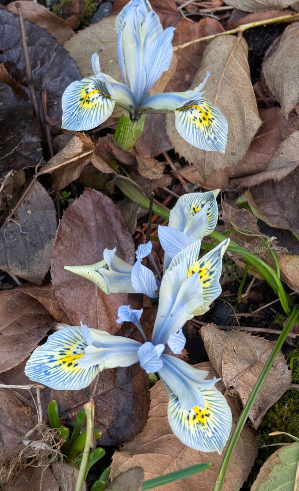 Katharine Hodgkin Iris