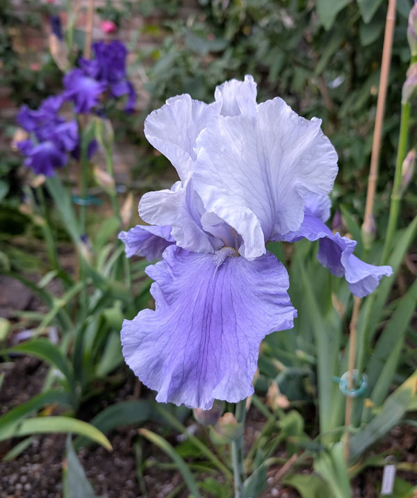 La Mer Bearded Iris