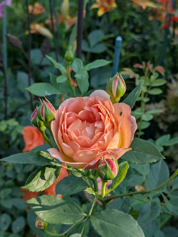 Love Song Rose