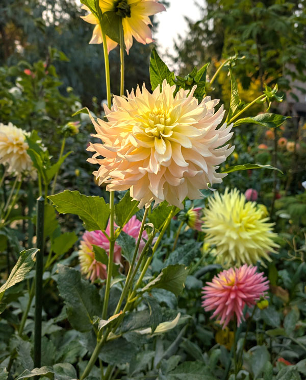 Lakeview Blush Dahlia
