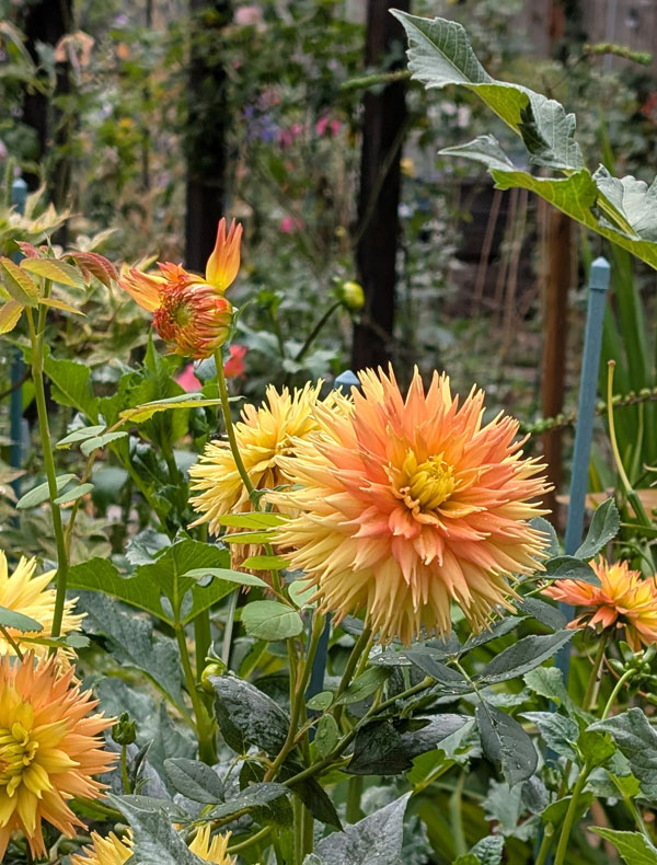 Lakeview Razzal Dahlia