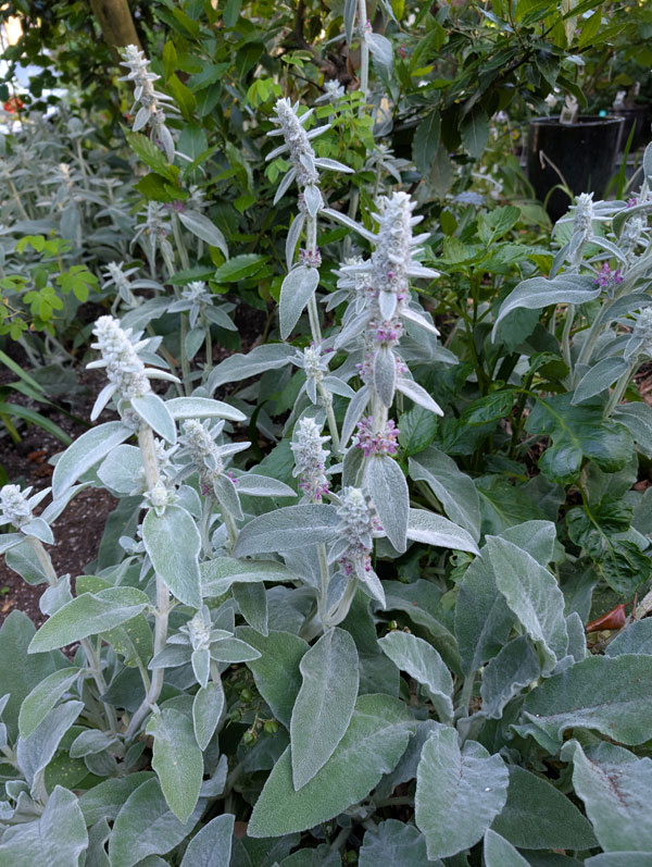 Lamb's Ear