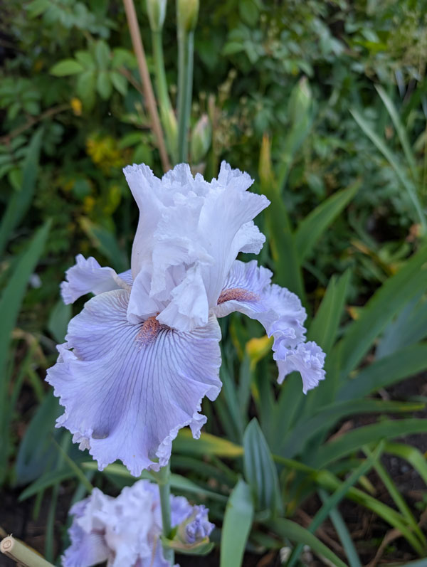 Lavender Fizz Bearded Iris