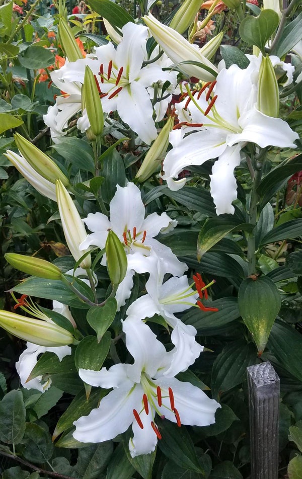 Casa Blanca Lily
