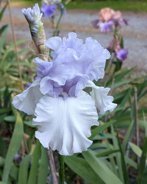 Louise Todd Bearded Iris