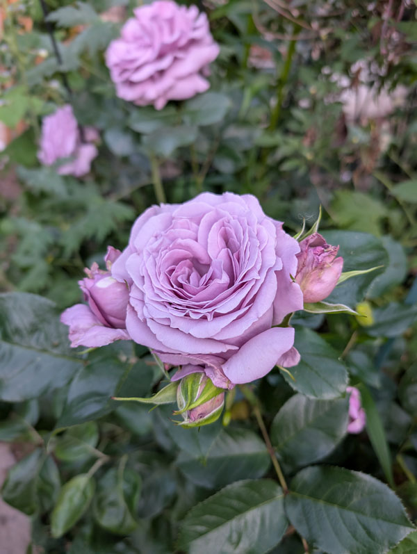 Love Song Rose