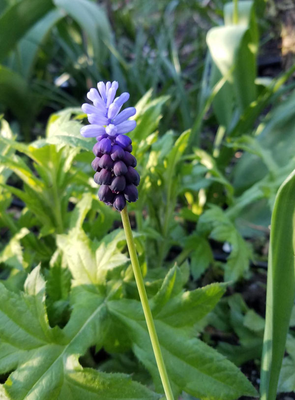 Muscari Latifolium