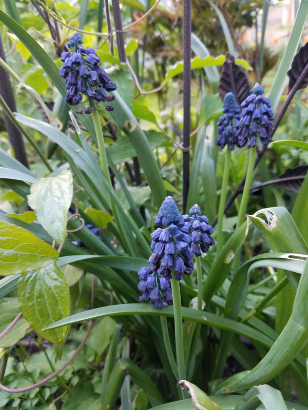 Muscari Paradoxum