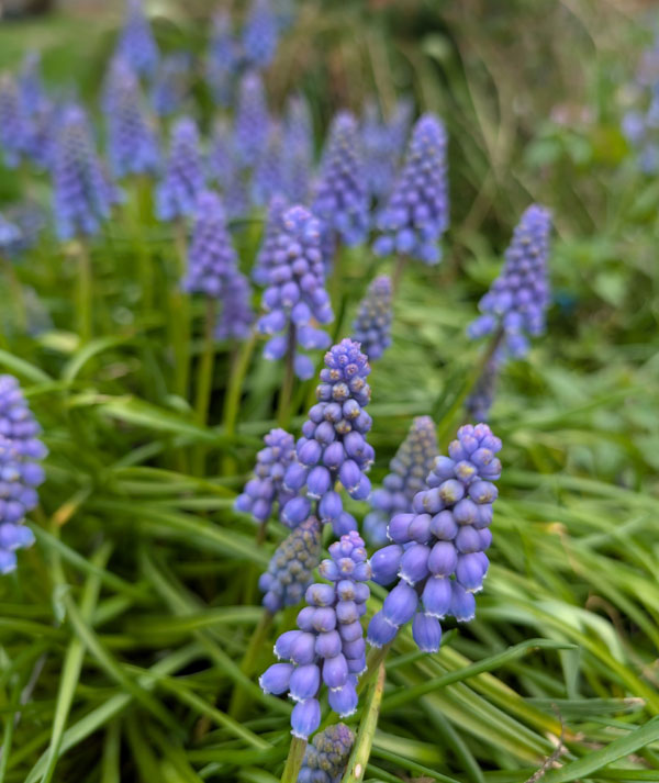 Muscari