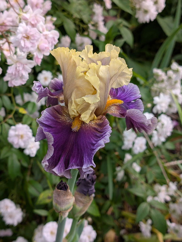 Painted Shadows Bearded Iris