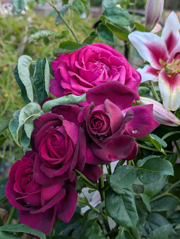 Parfuma Dark Desire Rose