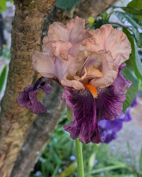 Petalpalooza Bearded Iris
