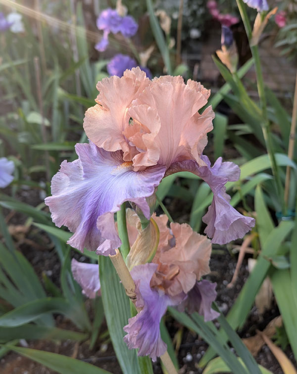 Poem Of Ecstasy Bearded Iris