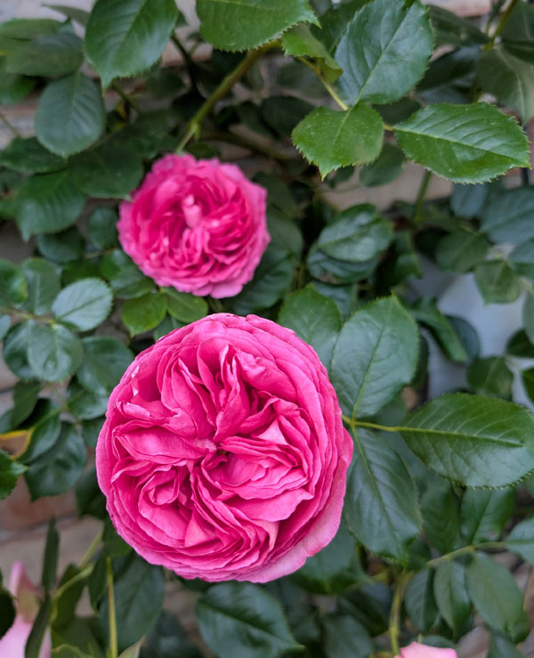 Pretty In Pink Eden CL Rose