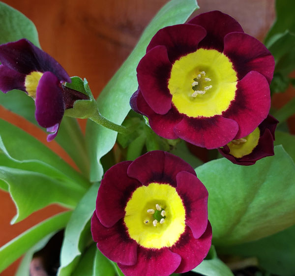 Primula Auricula 3