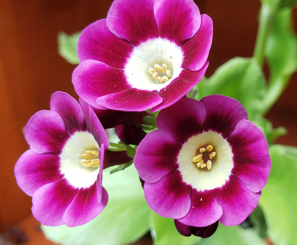 Primula Auricula 4