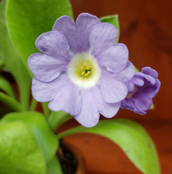Primula Auricula 5