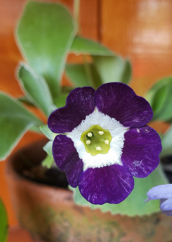 Auriculas