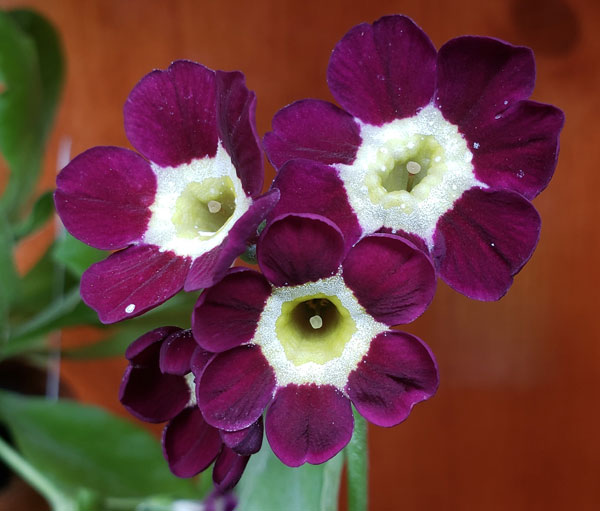 Argus Primula Auricula