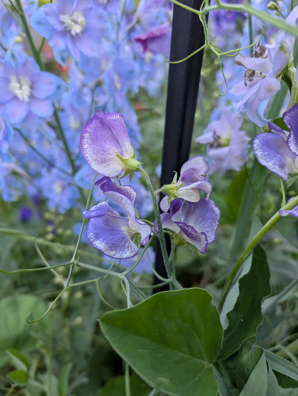 Purple Sweet Pea
