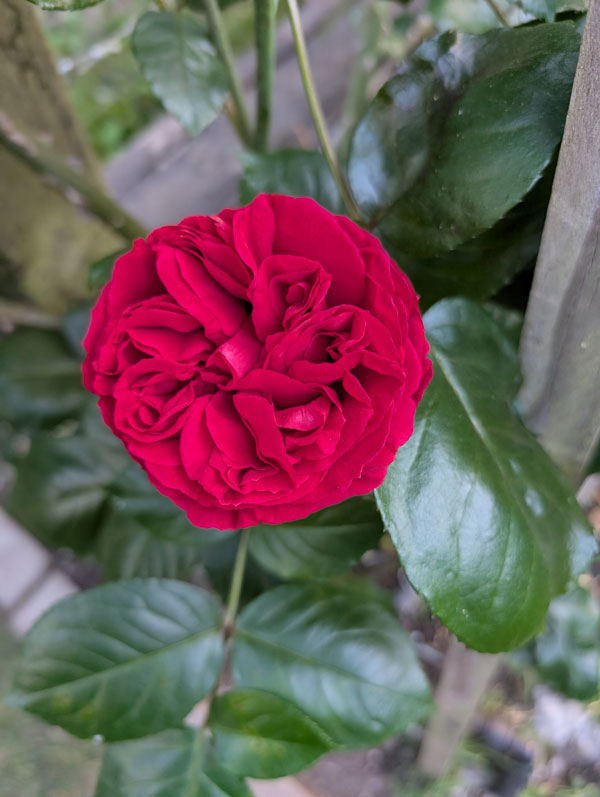 Red Eden CL Rose
