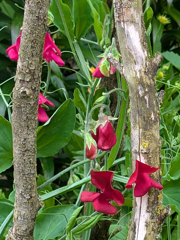 Red Sweet Peas