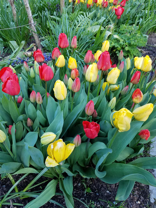 Red and Yellow Tulips