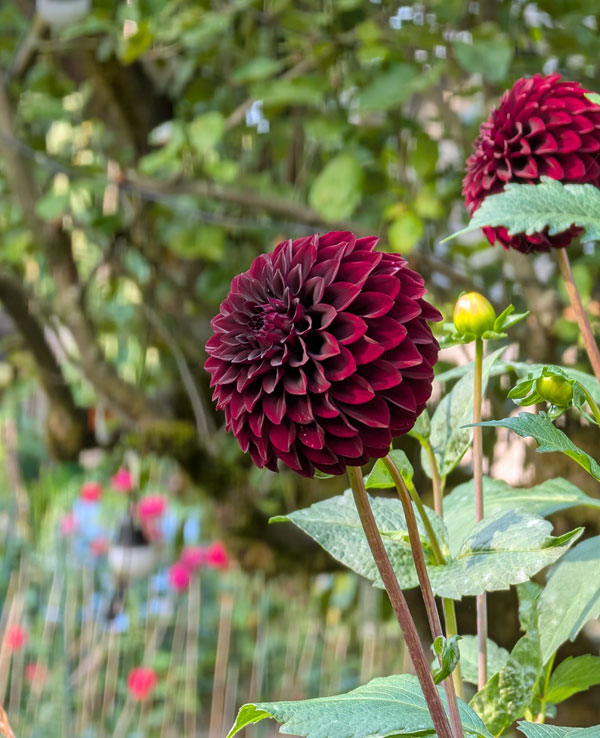 River's Dark Chocolate Dahlia