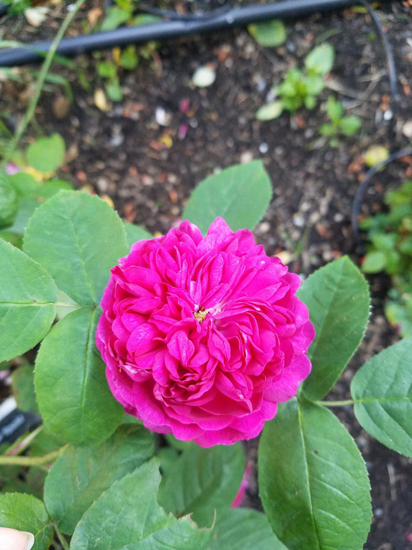 'Rose de Rescht' Portland Damask Rose